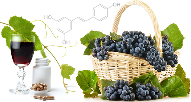 Le Resveratrol bio extrait de la peau du raisin rouge est un anti cancer naturel puissant comme les amandes amères d'abricot, l'artemisia annua ou les feuilles de graviola corossol